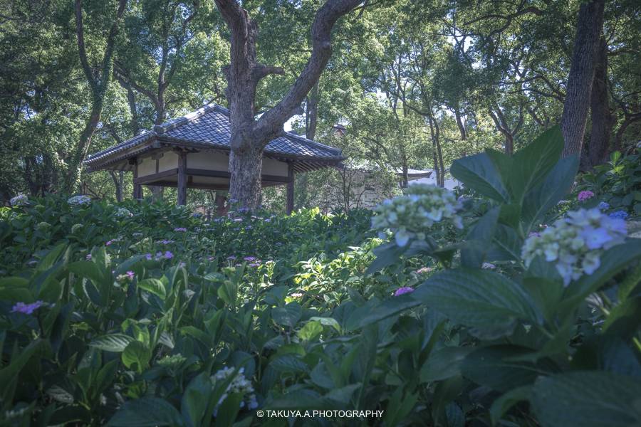 京都府の絶景 藤森神社の紫陽花