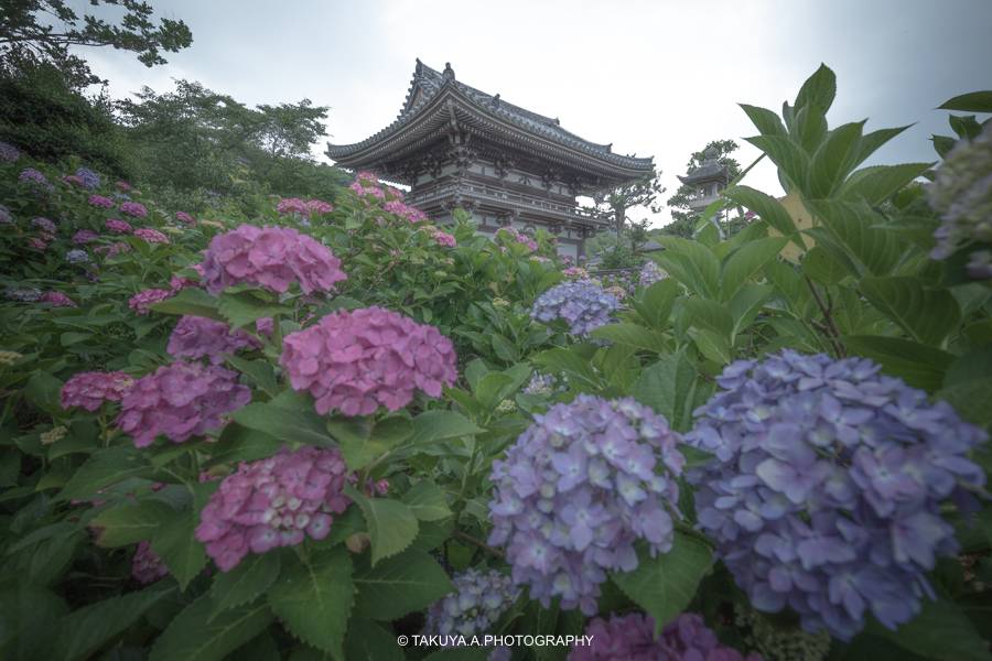京都府の絶景 丹州観音寺の紫陽花