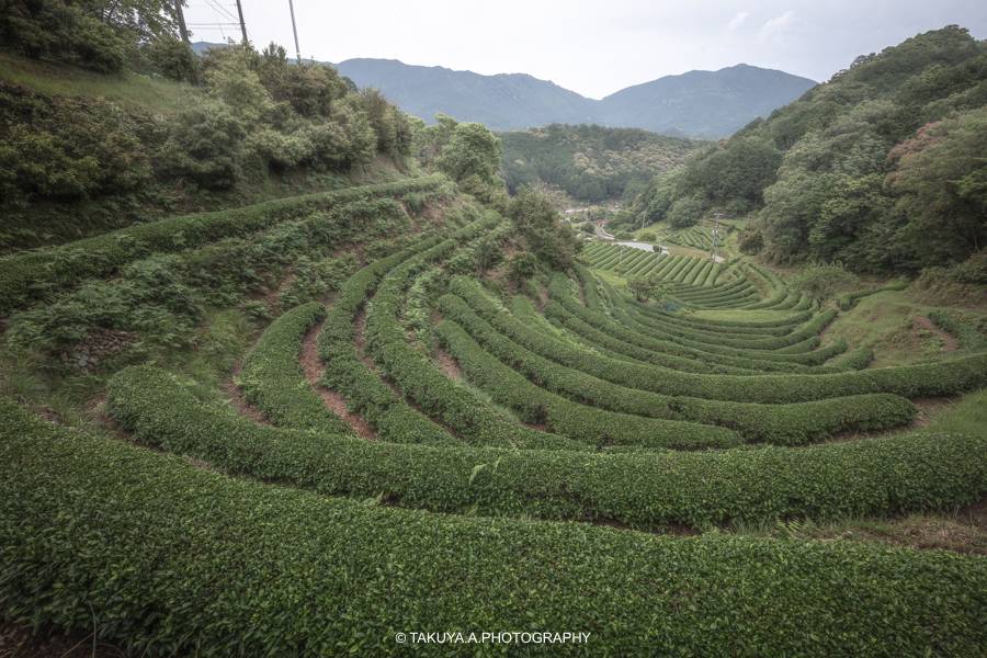 和歌山県の絶景 色川の茶畑