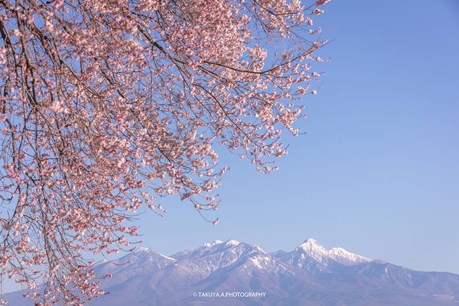 山梨県の絶景 わに塚の桜