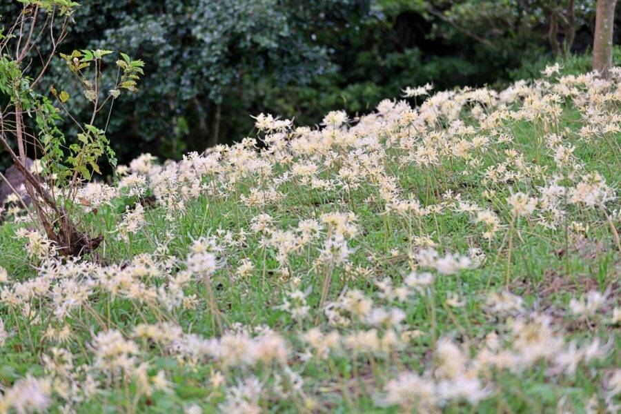 長崎県の絶景 鉢巻山展望所の彼岸花