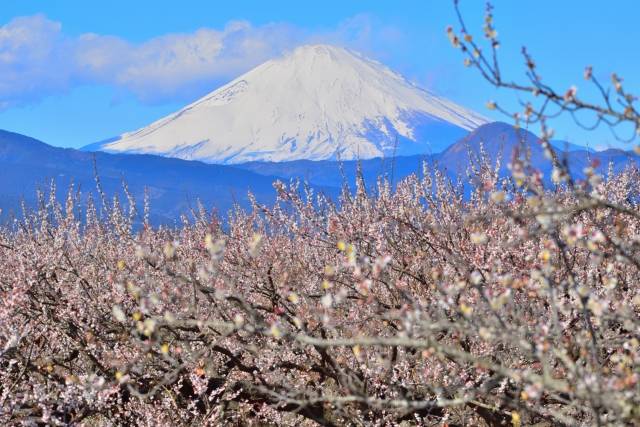 神奈川県の絶景 曽我梅林の梅