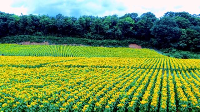 広島県の絶景 世羅高原農場のひまわり