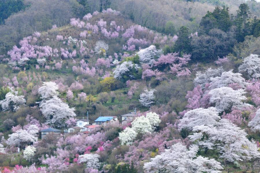 花見山公園の花桃