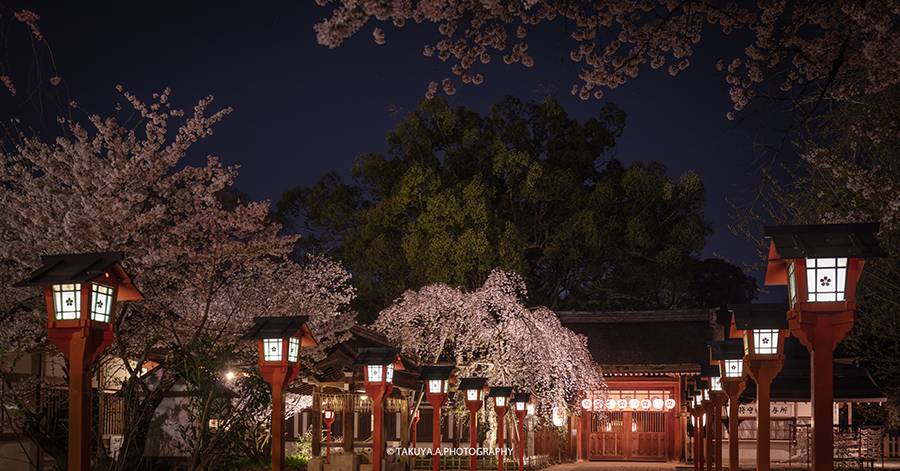 京都府の絶景 平野神社の魁桜ライトアップ