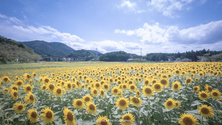 三重県の絶景 アスピア玉城アグリのひまわり畑