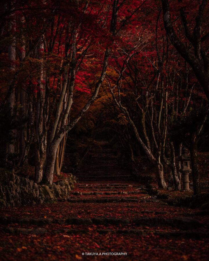 滋賀県の絶景 鶏足寺の散紅葉