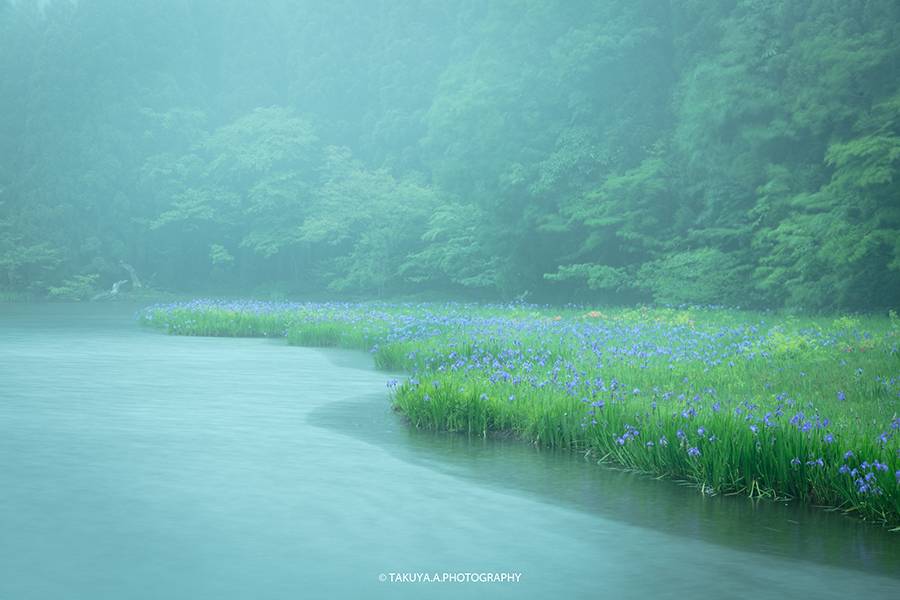 滋賀県の絶景 平池のカキツバタ