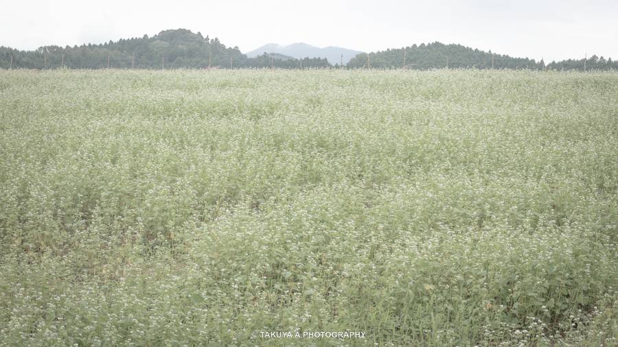 奈良県の絶景 笠のそば畑