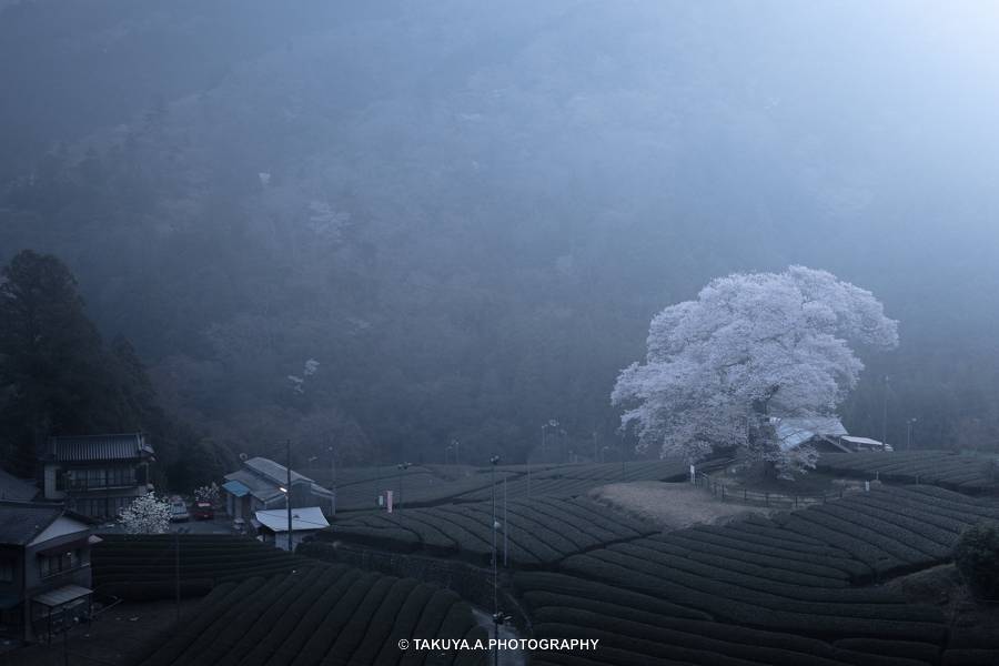 静岡県の絶景 牛代の水目桜