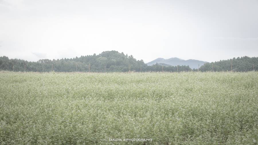 奈良県の絶景 笠のそば畑