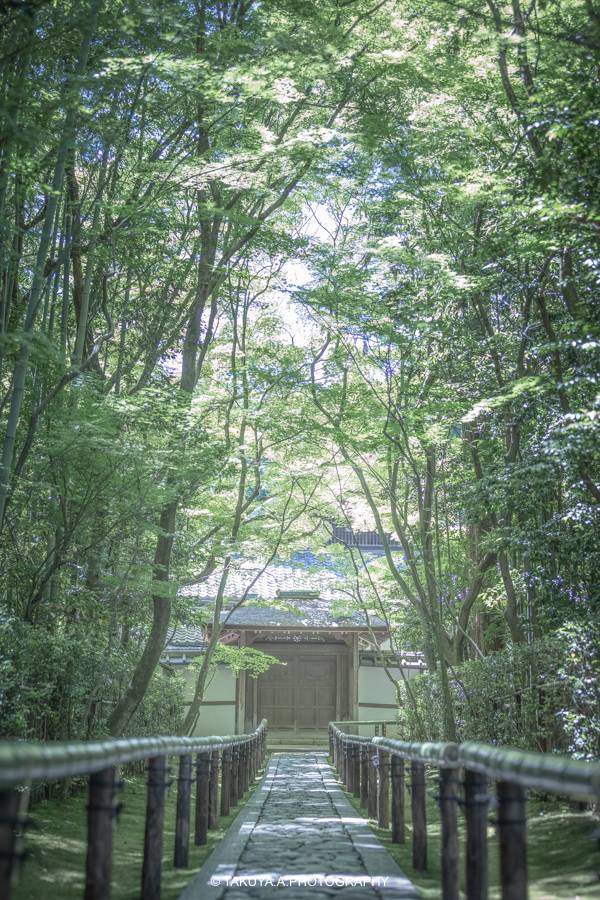 京都府の絶景 高桐院の新緑