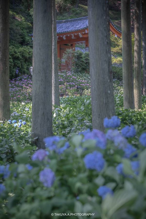 京都府の絶景 三室戸寺の紫陽花
