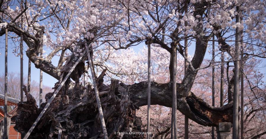 山梨県の絶景 山高神代桜