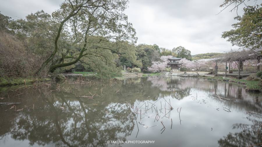 京都府の絶景 勧修寺の桜