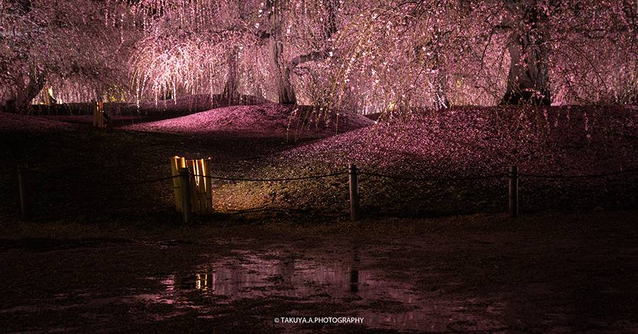 3月にオススメの絶景スポットNO1 三重県 鈴鹿の森庭園の梅