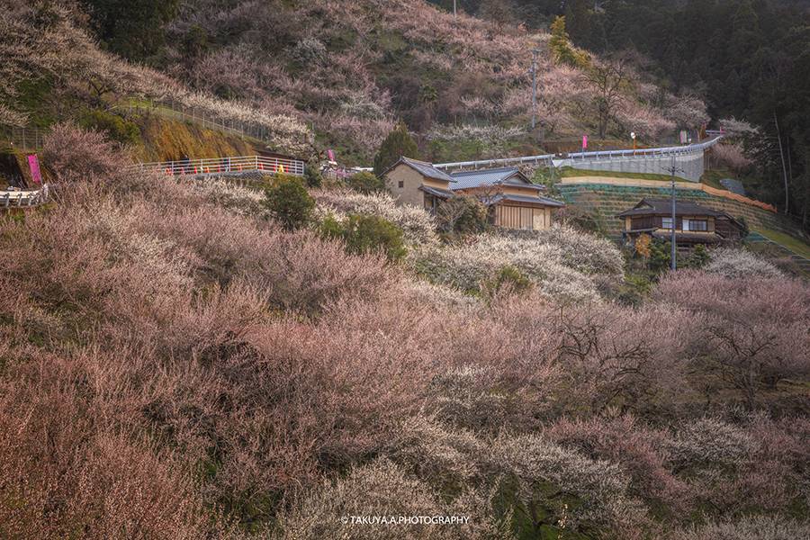 奈良県の絶景 賀名生梅林の梅