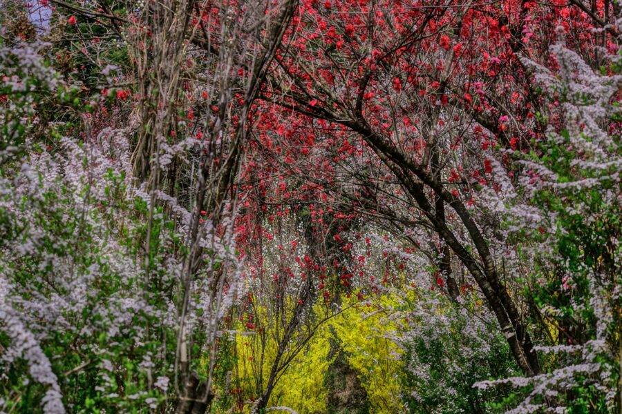 福島県の絶景 花やしき公園の花桃
