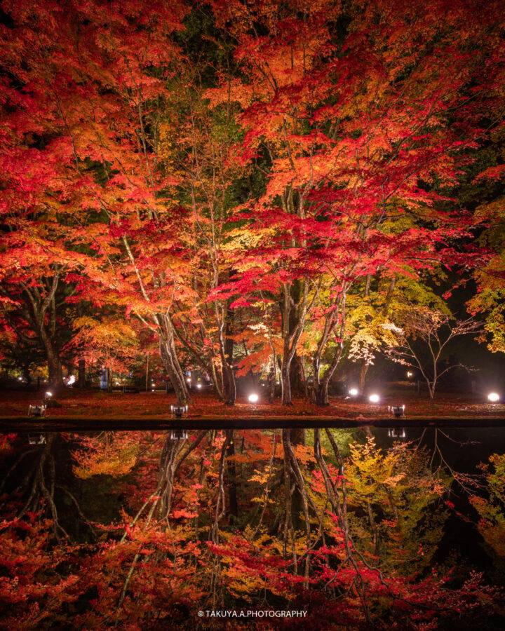 岐阜県の絶景 曽木公園の紅葉ライトアップ 撮影スポット2