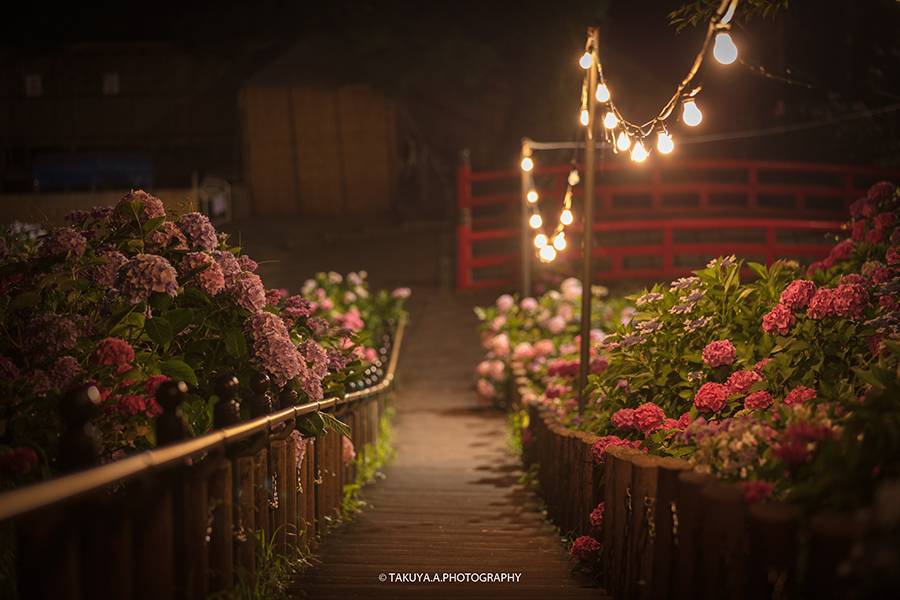 愛知県の絶景 形原温泉あじさいの里の紫陽花