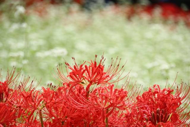 栃木県の絶景 常楽寺の彼岸花