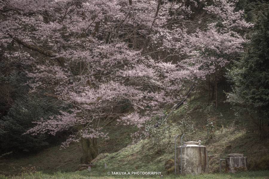 高知県の絶景 舟野のひょうたん桜