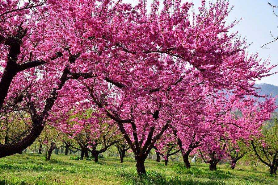 福島県の絶景 飯坂温泉花ももの里の花桃