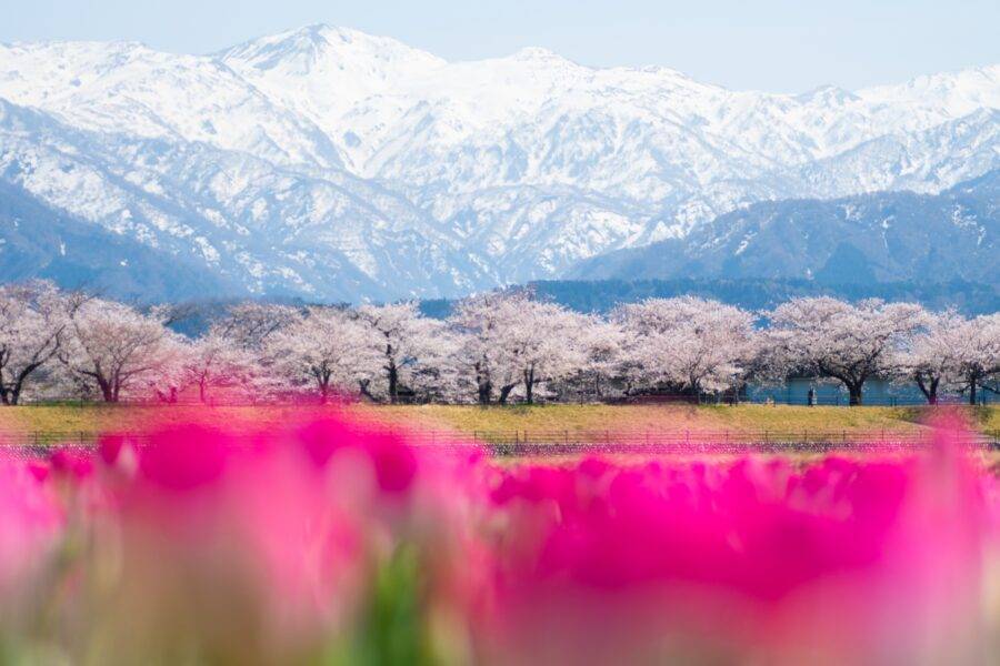 富山県の絶景 あさひ舟川の菜の花