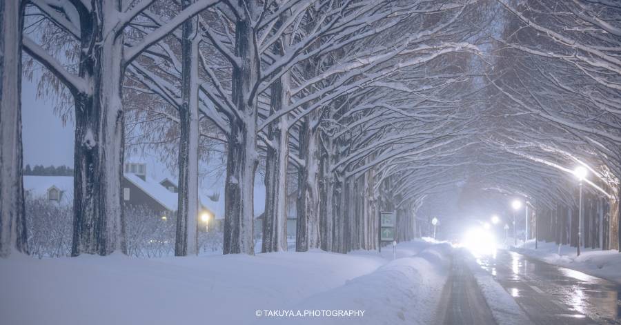 滋賀県の絶景 メタセコイア並木の雪景色