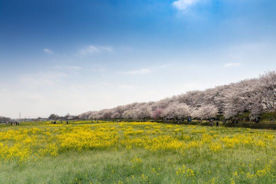 埼玉県の絶景 幸手権現堂桜堤の菜の花