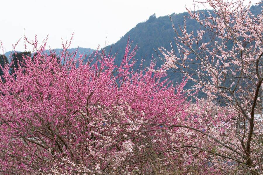 大分県の絶景 おおくぼ台梅園の梅