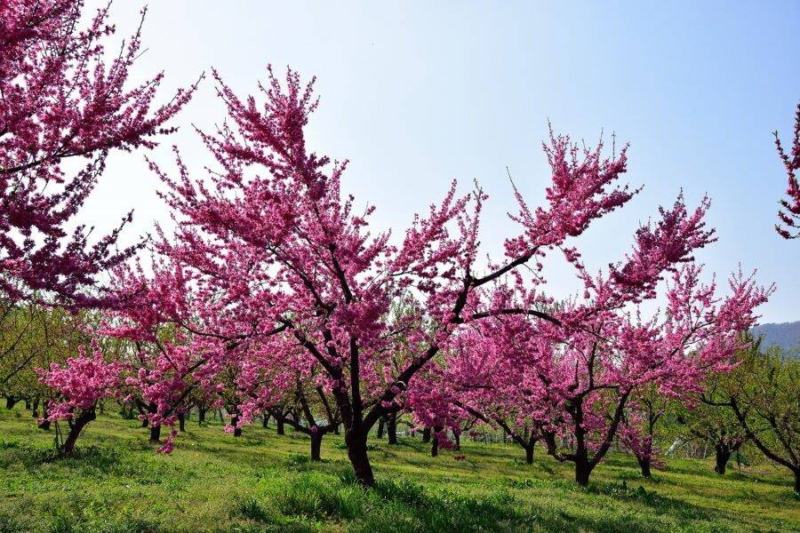福島県の絶景 飯坂温泉花ももの里の花桃