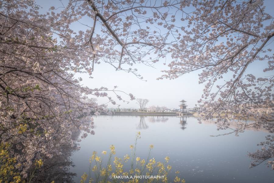 奈良県の絶景 唐古・鍵遺跡の桜