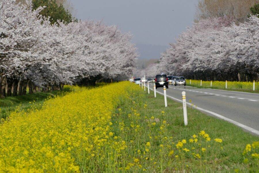 秋田県の絶景 桜・菜の花ロード