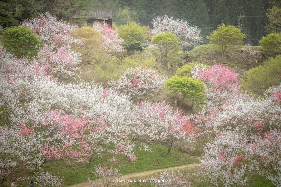 長野県の絶景 花桃の里の花桃