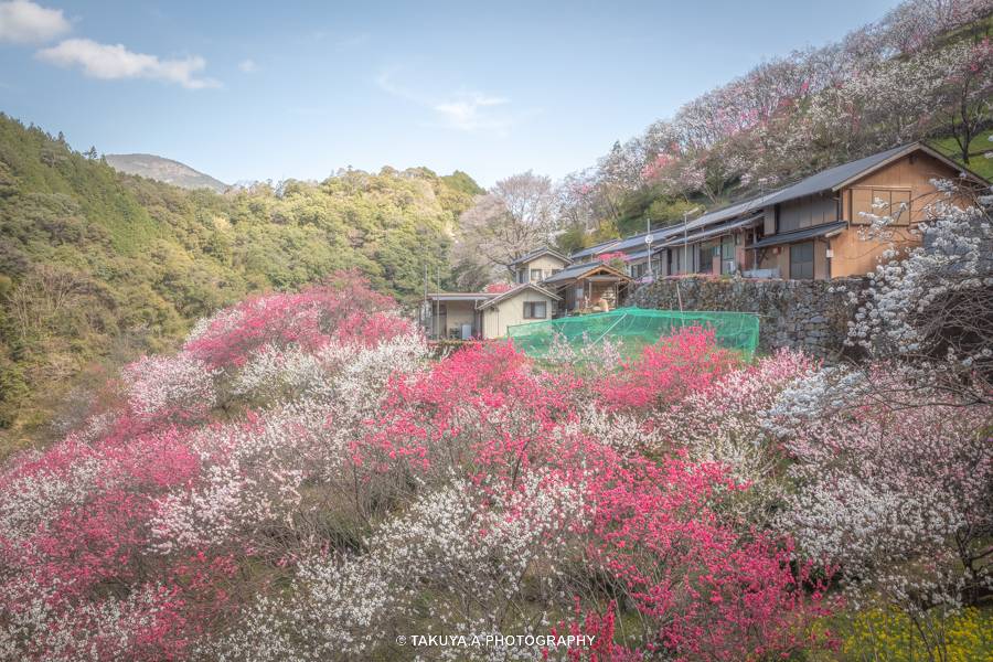 高知県の絶景 上久喜の花桃