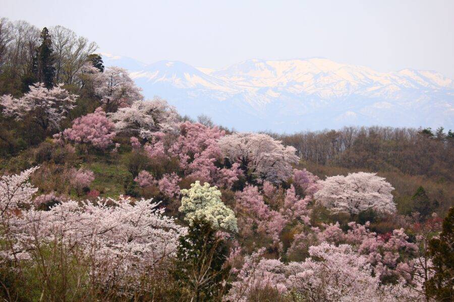 花見山公園の花桃