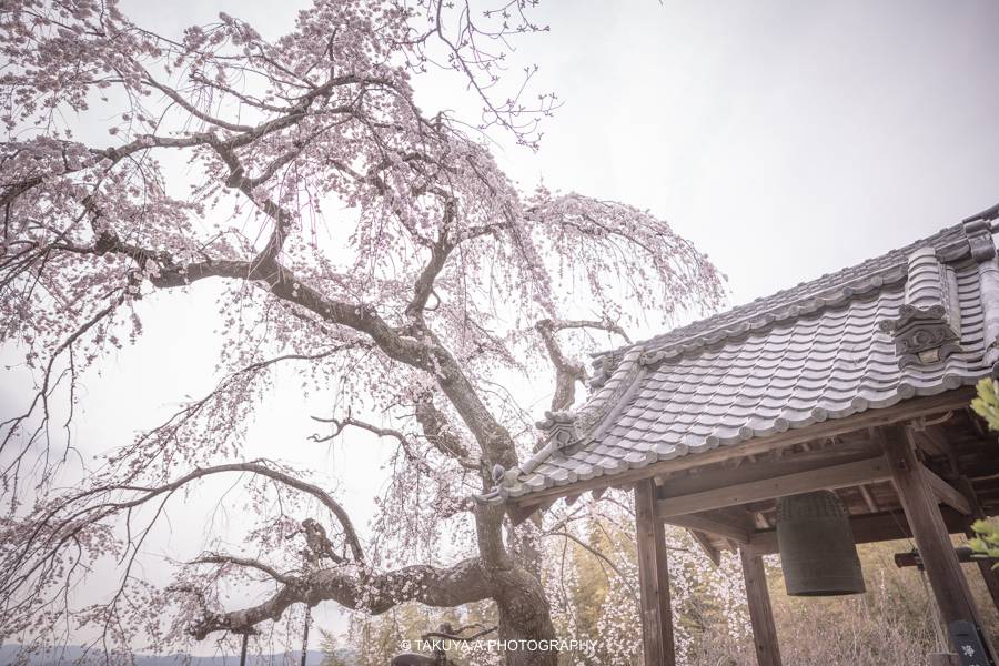京都府の絶景 地蔵禅院の枝垂れ桜