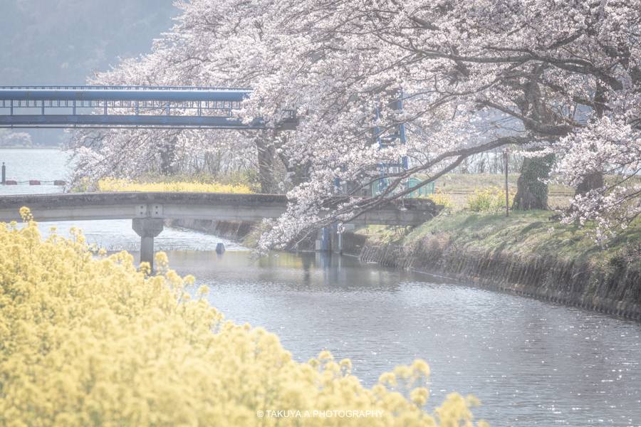 滋賀県の絶景 余呉湖の桜と菜の花