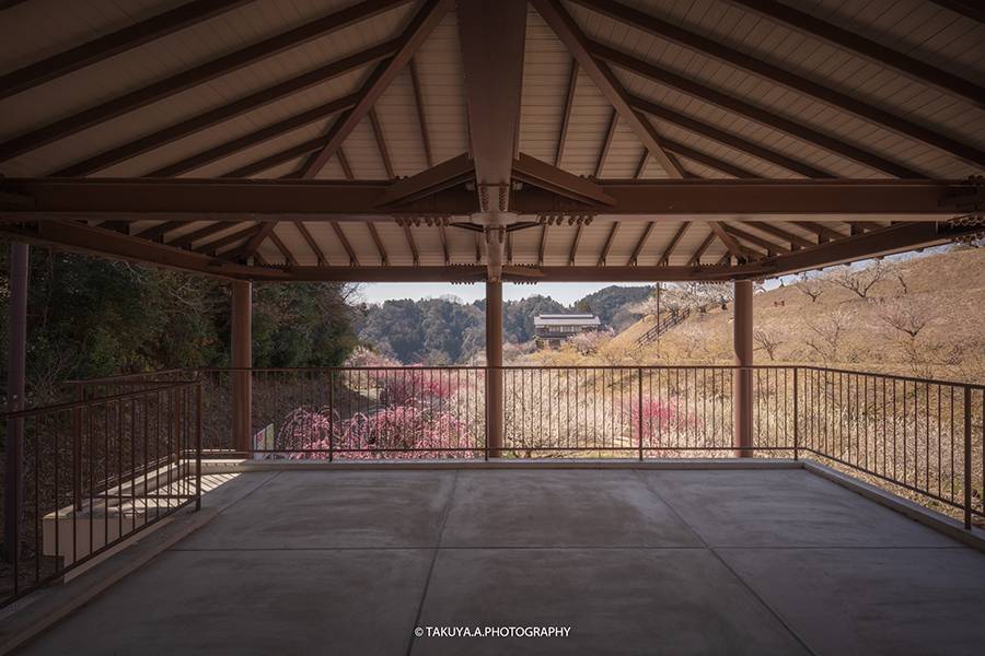 3月にオススメの絶景スポットNo3 奈良県 月ヶ瀬梅渓の梅
