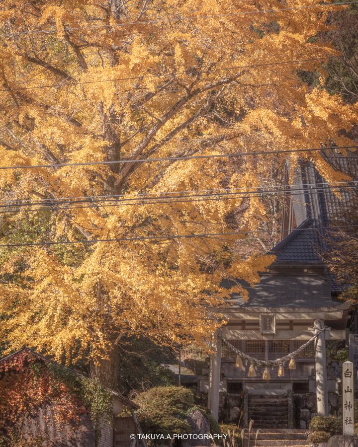 滋賀県の絶景 白山神社の大銀杏