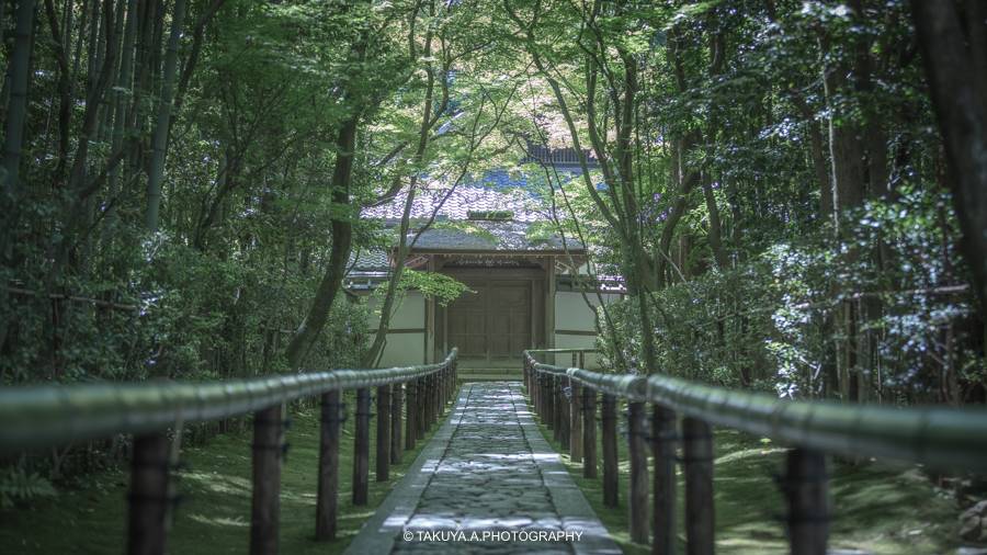 京都府の絶景 高桐院の新緑