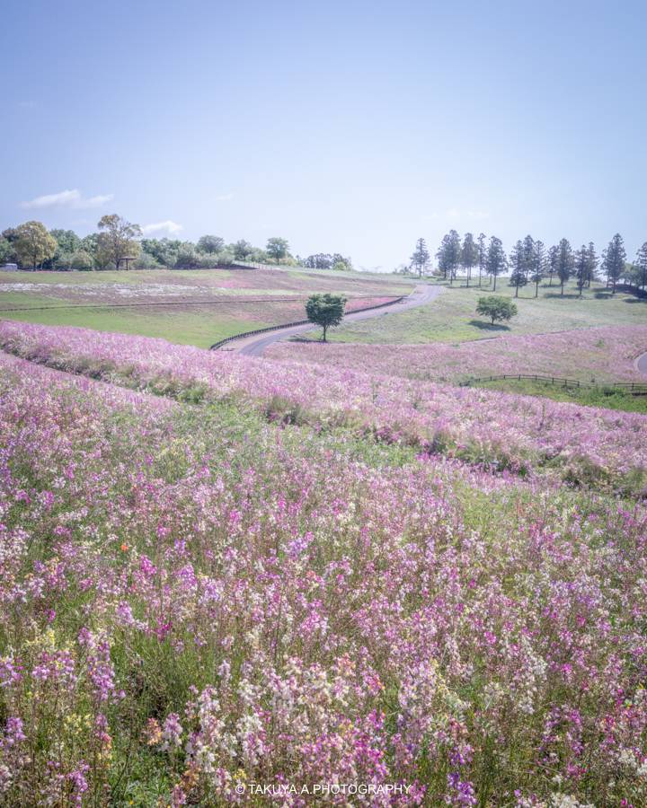 群馬県の絶景 八王子山公園の金魚草と芝桜