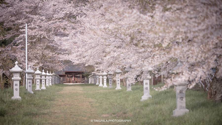 滋賀県の絶景 天津神社の桜