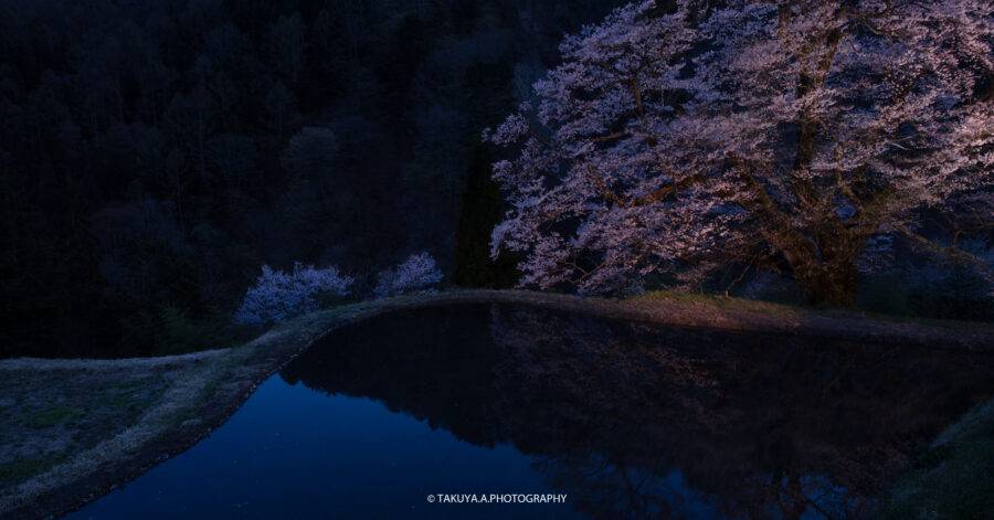 長野県の絶景 駒つなぎの桜ライトアップ