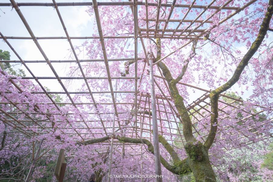 京都府の絶景 平安神宮の桜