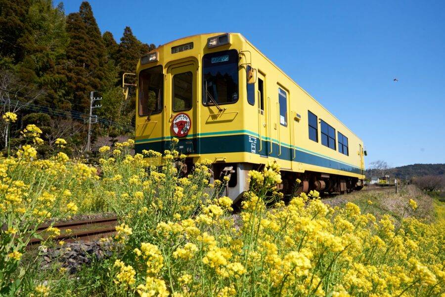 千葉県の絶景 いすみ鉄道の菜の花