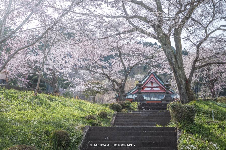 静岡県の絶景 興徳寺の富士山と桜と菜の花