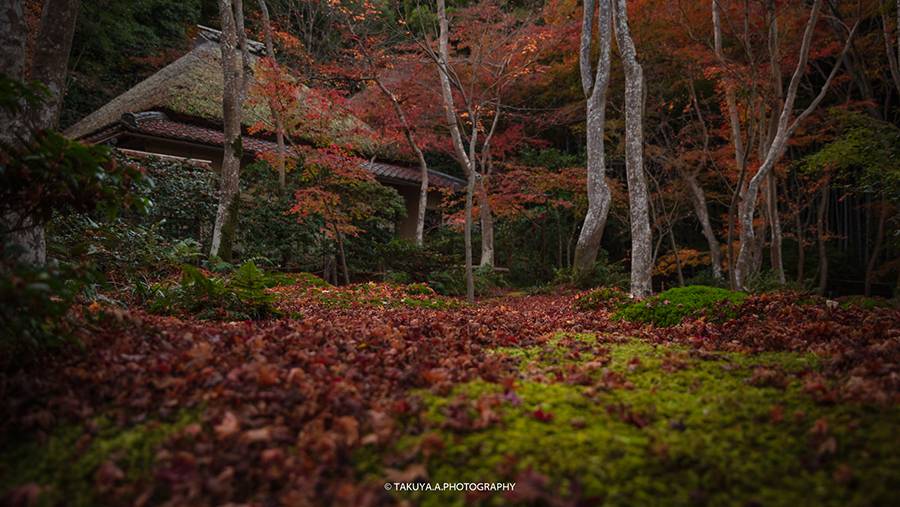 京都府の絶景 祇王寺の散紅葉