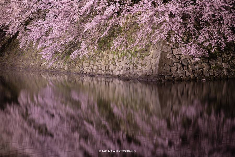 滋賀県の絶景 彦根城の桜ライトアップ